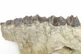 Fossil Running Rhino (Subhyracodon) Right Maxilla - Wyoming #216120-1